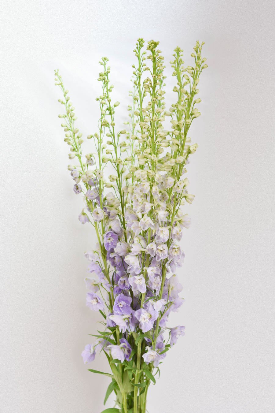 DELPHINIUM LAVANDA