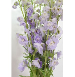 DELPHINIUM LAVANDA 2