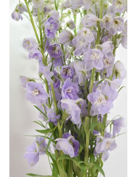 DELPHINIUM LAVANDA