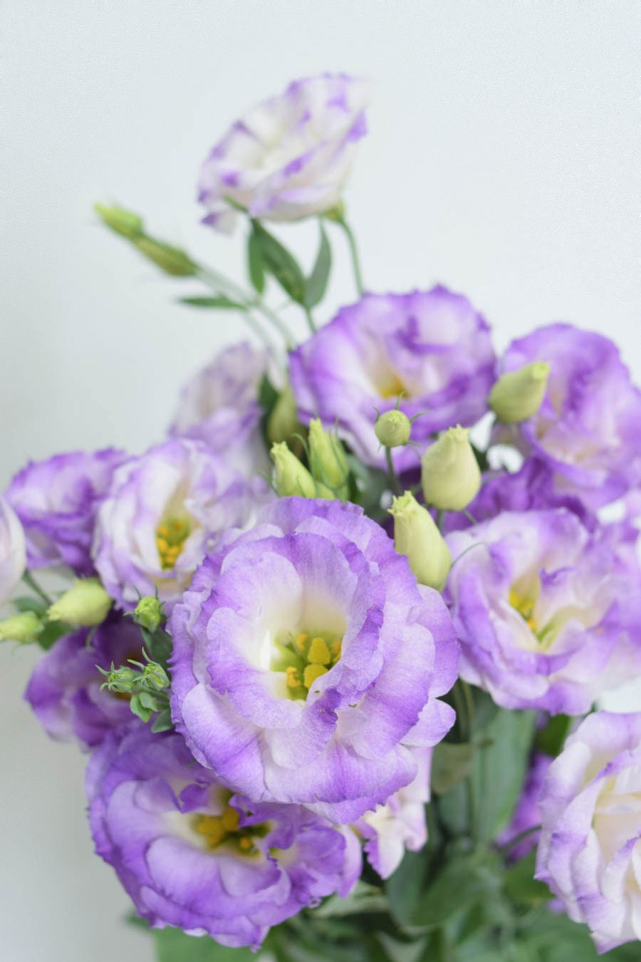 PACK DE LISIANTHUS VARIADO