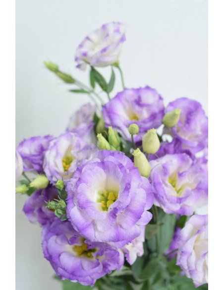 PACK DE LISIANTHUS VARIADO