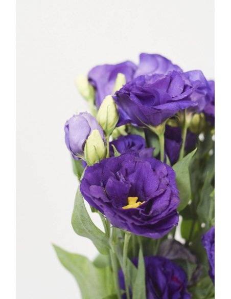 PACK DE LISIANTHUS VARIADO