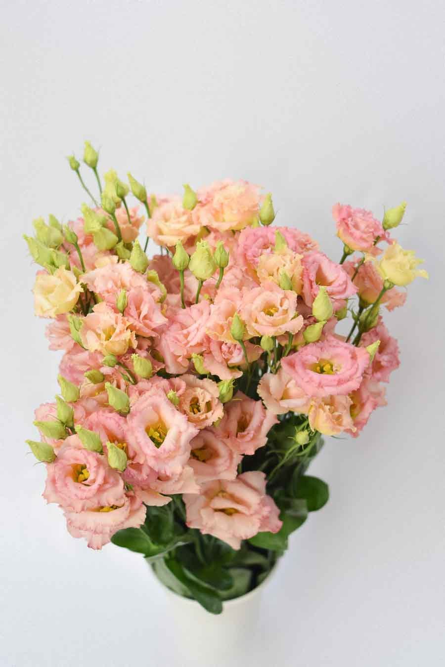 PACK DE LISIANTHUS VARIADO