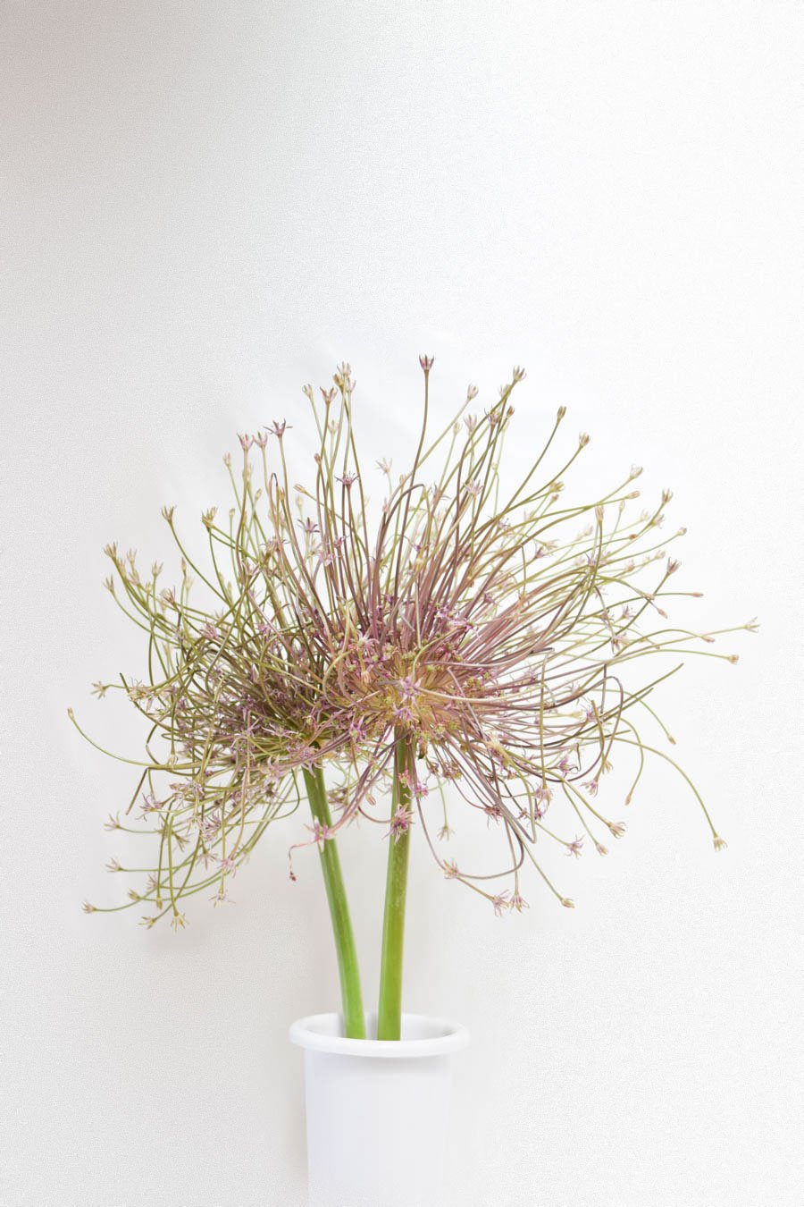 ALLIUM