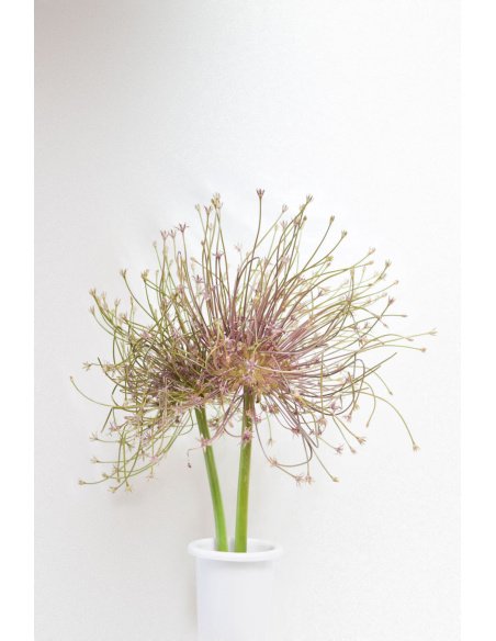 ALLIUM