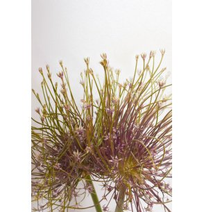 ALLIUM 2