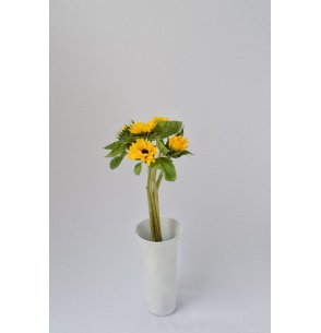 HELIANTHUS (Girasol) 2