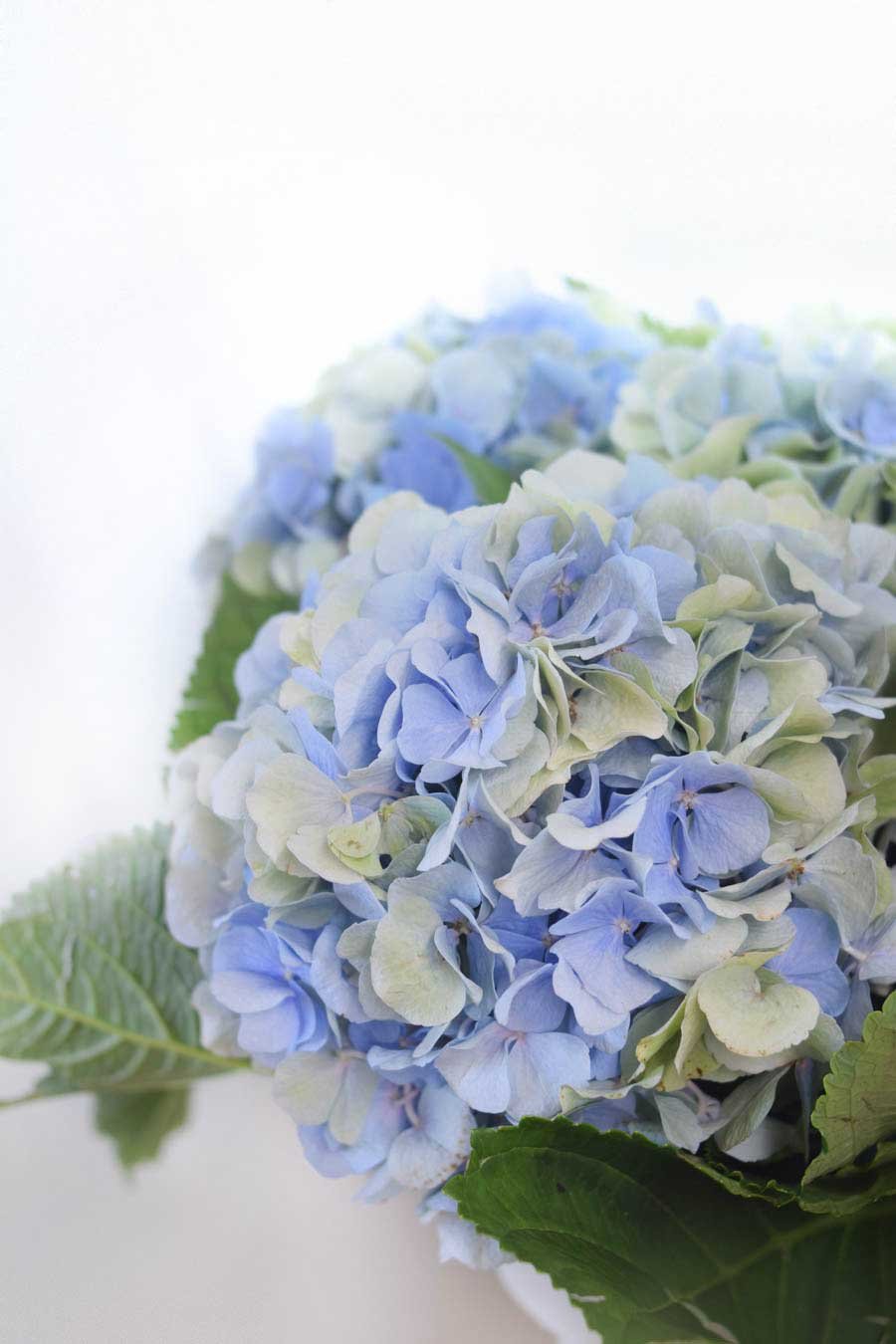 HORTENSIA AZUL BICOLOR HOLANDA