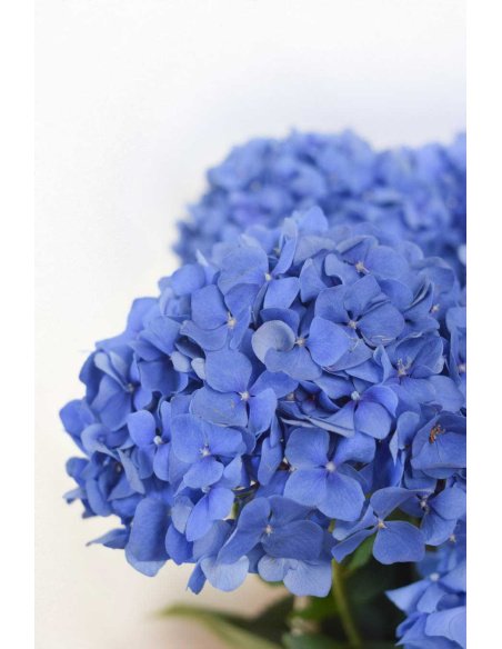 HORTENSIA AZUL OSCURO