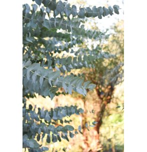 RAMAS DE EUCALIPTO CINEREA 1,5M - 1,7M