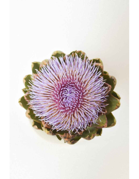 CYNARA