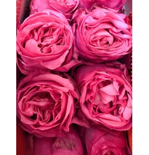 ROSA JARDIN FUCSIA