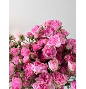 ROSA SPRAY FUCSIA 50CM MINI