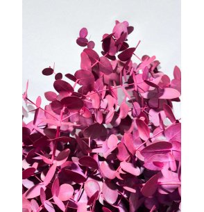 EUCALIPTO CINEREA ROJO TEÑIDO