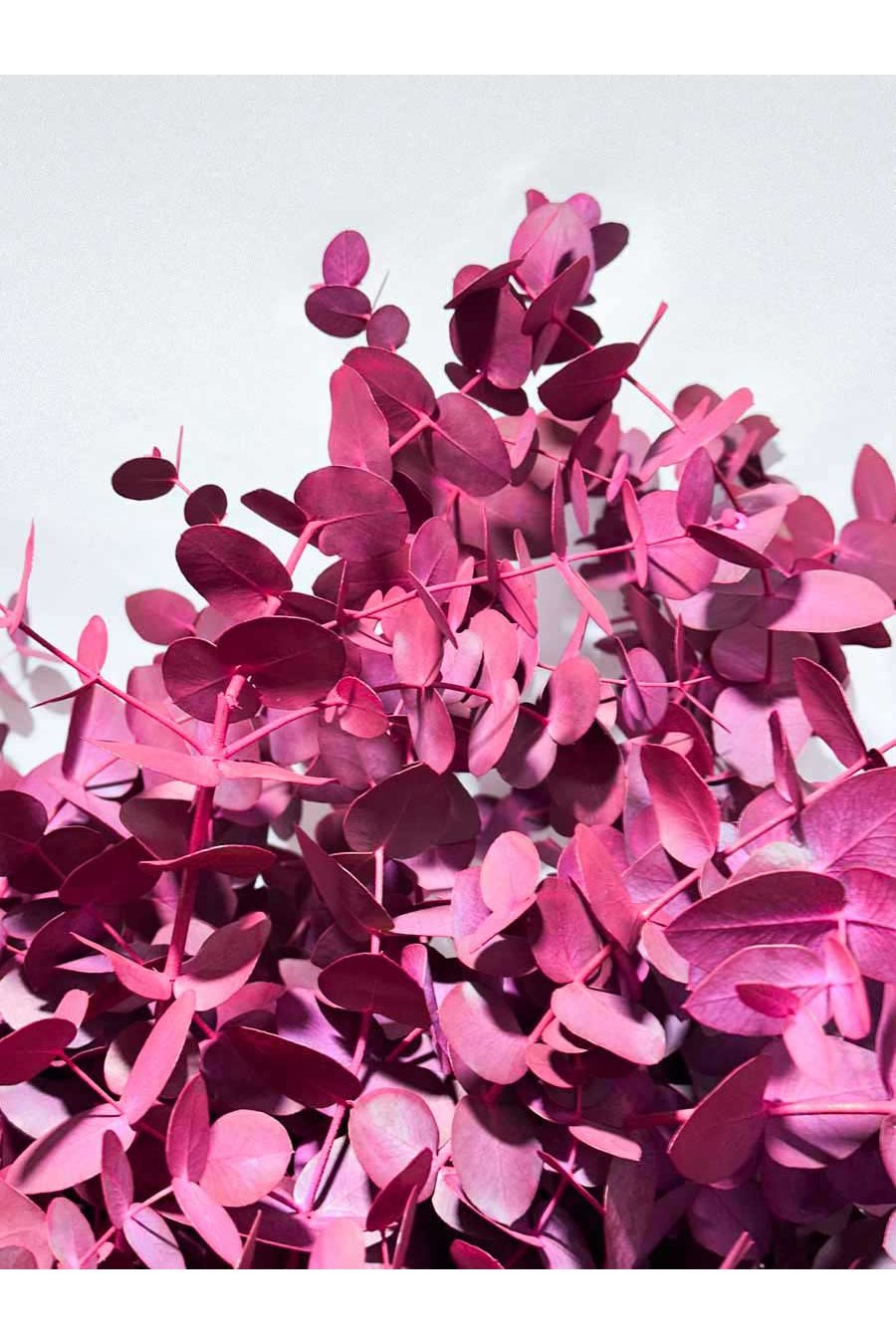 EUCALIPTO CINEREA ROJO TEÑIDO