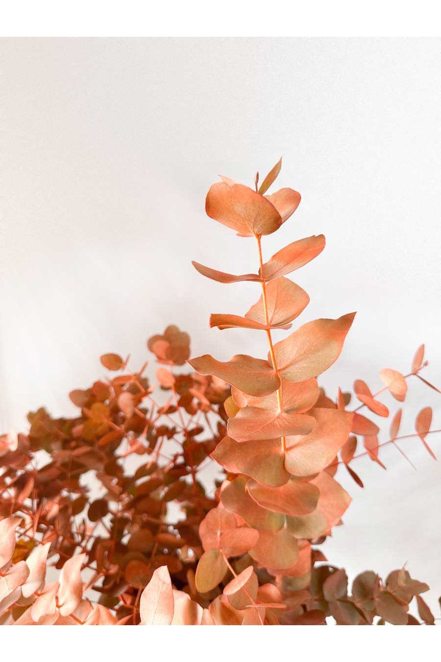 EUCALIPTO CINEREA NARANJA TEÑIDO