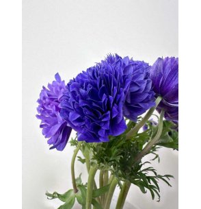 ANÉMONA MORADA DOBLE