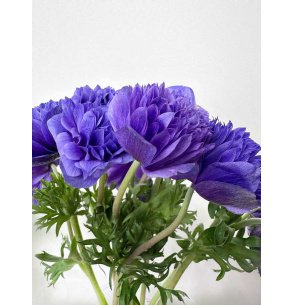 ANÉMONA MORADA DOBLE 2