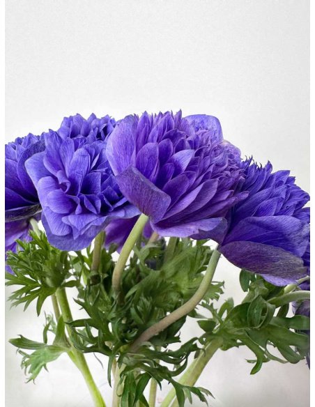 ANÉMONA MORADA DOBLE