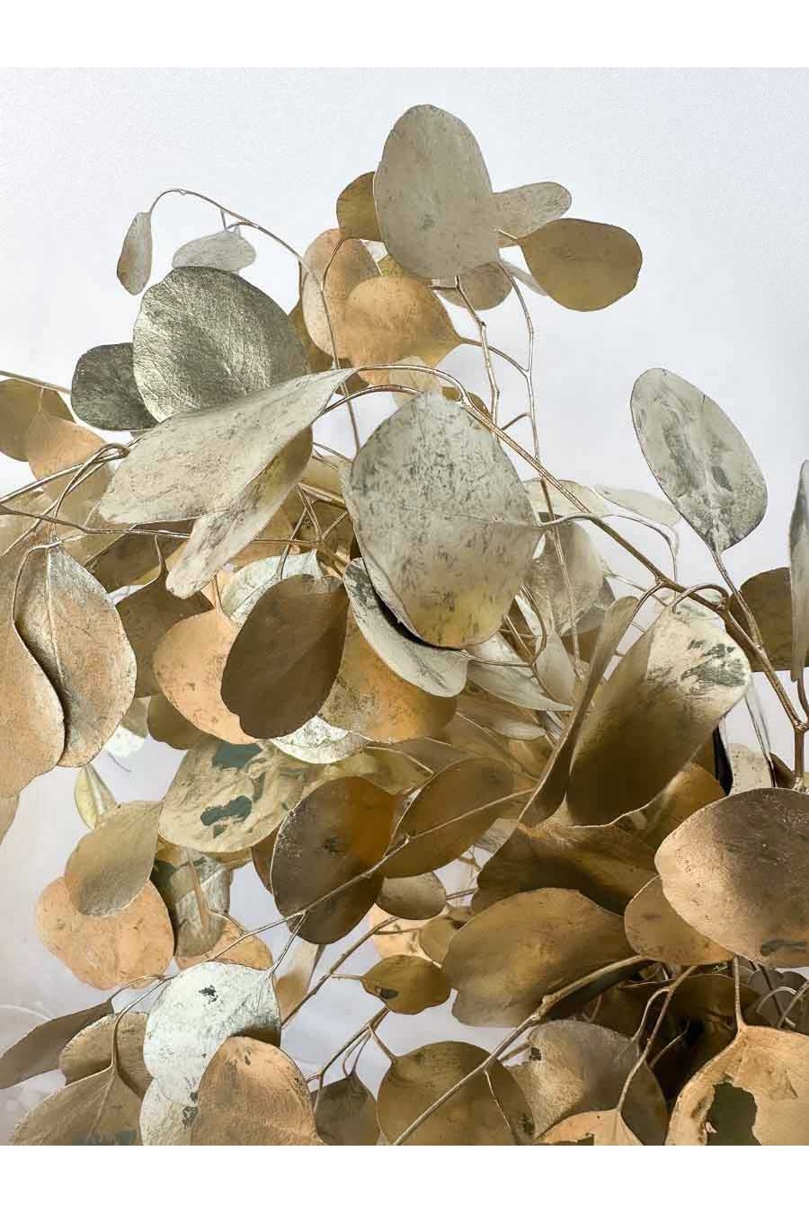 EUCALIPTO POPULUS TEÑIDO ORO PQ. 250Gr.