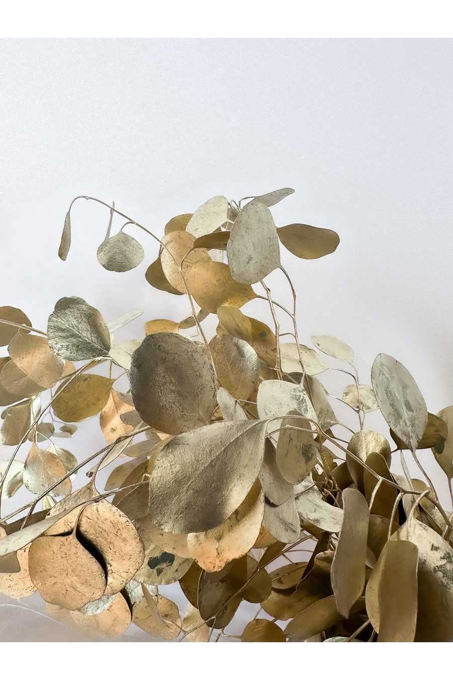 EUCALIPTO POPULUS TEÑIDO ORO PQ. 250Gr.