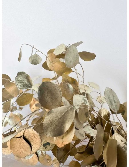 EUCALIPTO POPULUS TEÑIDO ORO PQ. 250Gr.