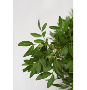 1/2 CAJA DE LENTISCO A GRANEL