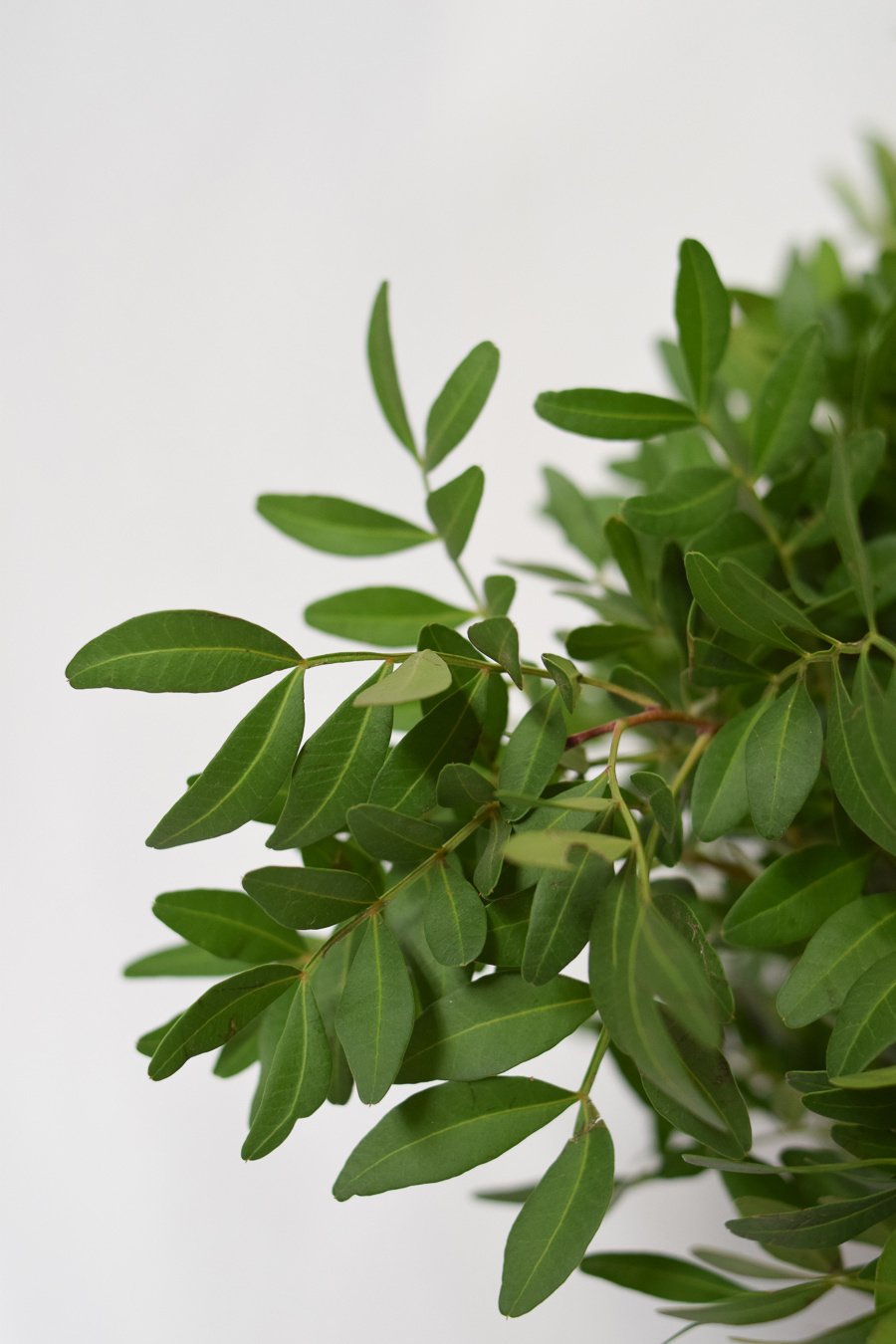 1/2 CAJA DE LENTISCO A GRANEL