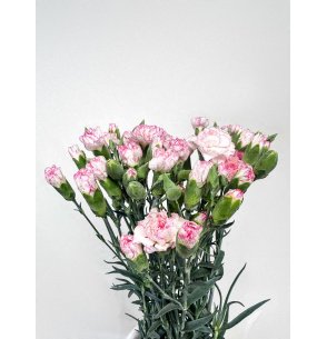 MINI CLAVEL BICOLOR ROSA X20T 2