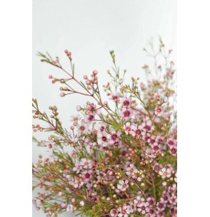 CAJA DE FLOR DE CERA VARIADA 2