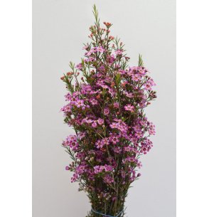 CAJA DE FLOR DE CERA VARIADA