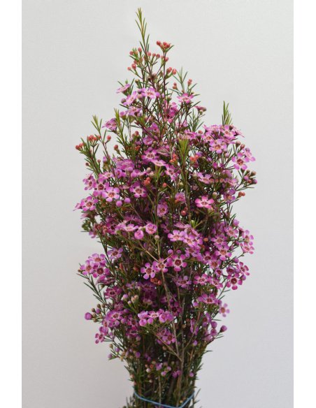 CAJA DE FLOR DE CERA VARIADA