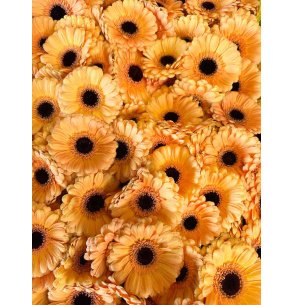 MINI GERBERA NARANJA CLARO