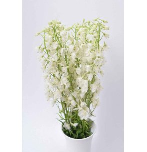DELPHINIUM BLANCO 2