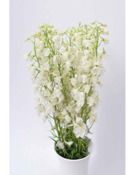 DELPHINIUM BLANCO