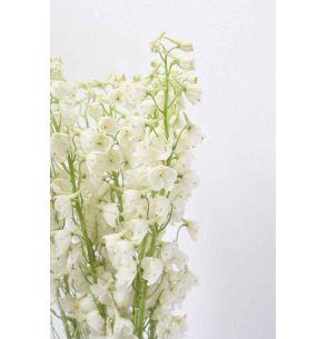 DELPHINIUM BLANCO