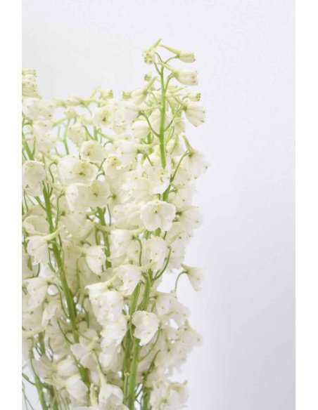 DELPHINIUM BLANCO