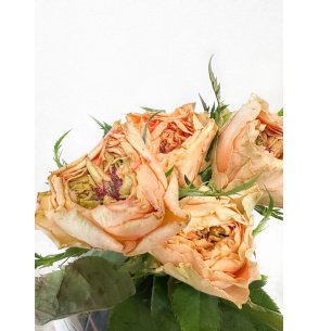 ROSA GOLDEN LADY 30CM 2