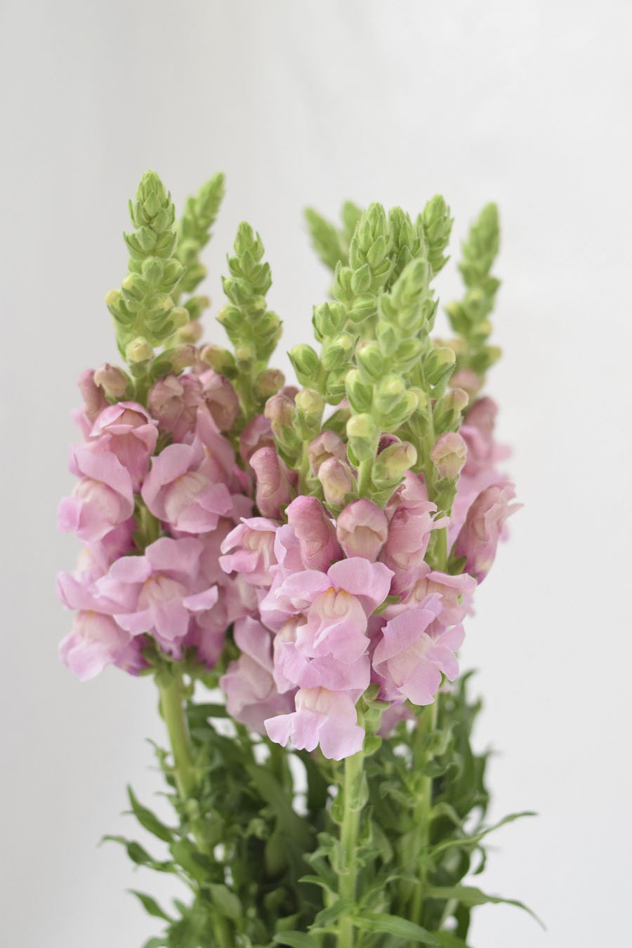 ANTIRRHINUM PRIMERA 80CM X CUBOS