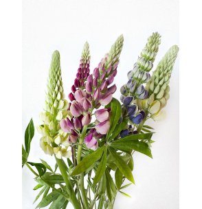 LUPINUS MIXTO