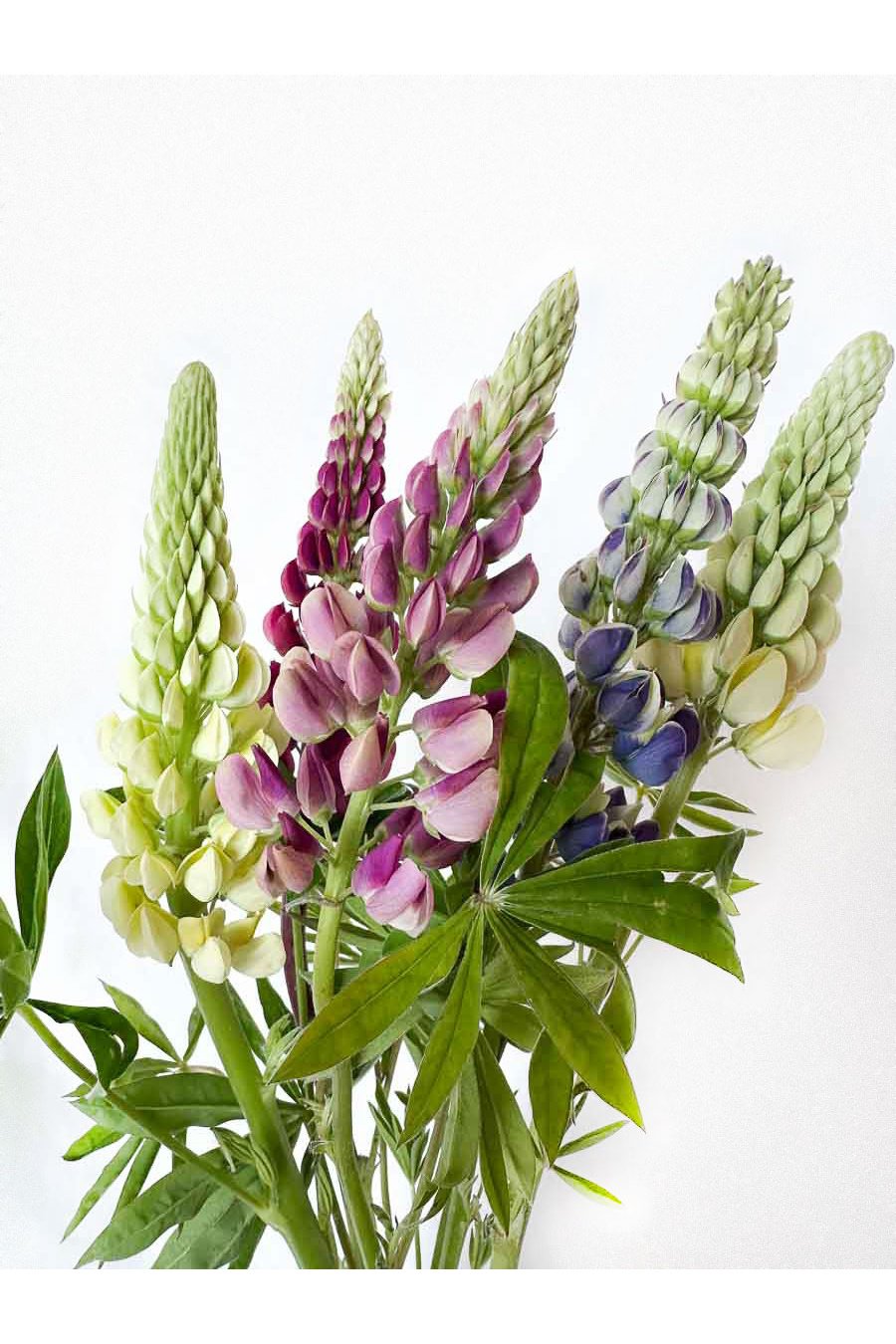 LUPINUS MIXTO