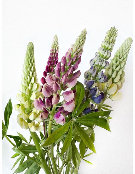 LUPINUS MIXTO