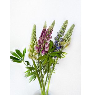 LUPINUS MIXTO 2