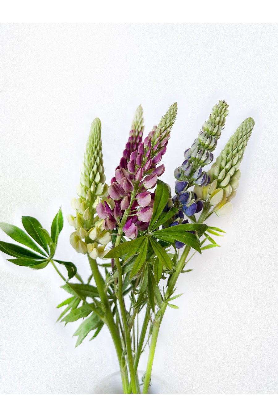 LUPINUS MIXTO