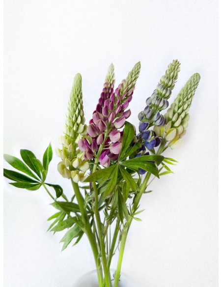 LUPINUS MIXTO