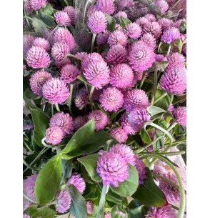 GOMPHRENA ROSA