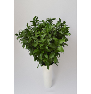 PACK DE RUSCUS