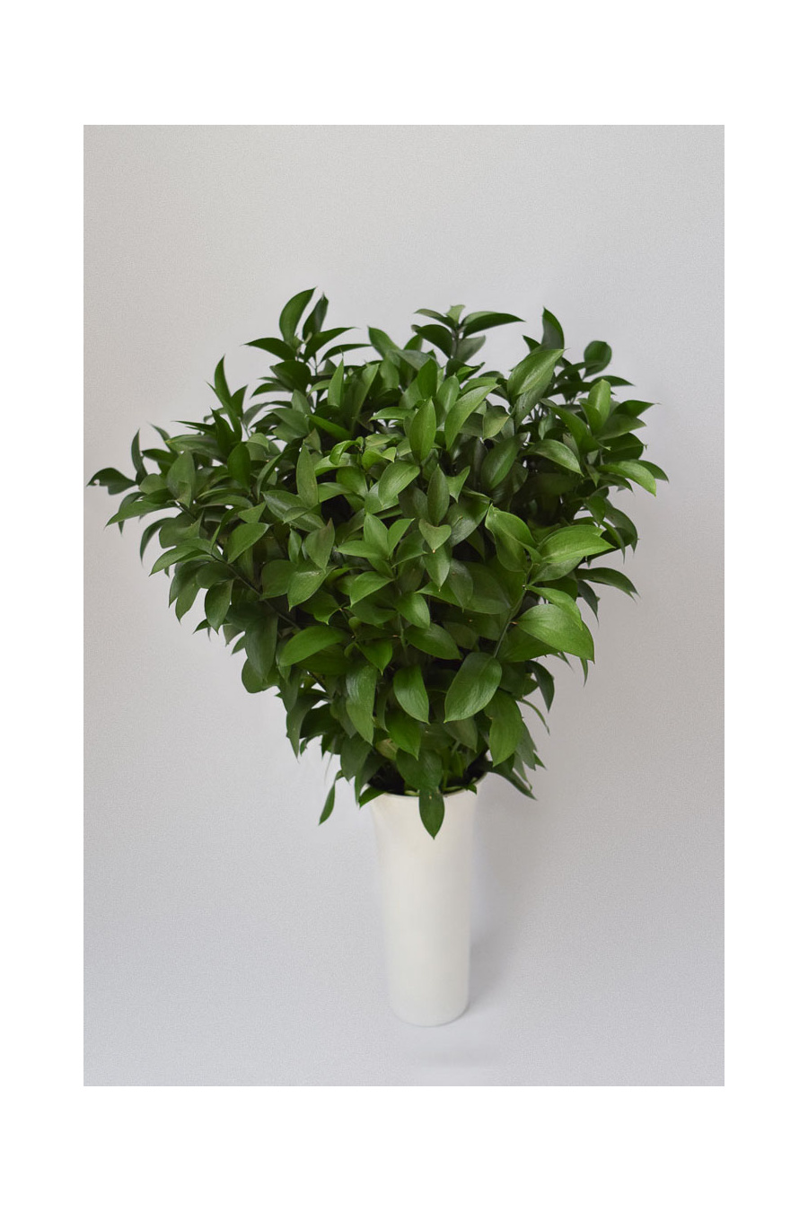 PACK DE RUSCUS