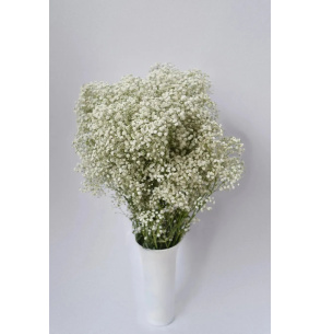 PACK DE PANICULATA