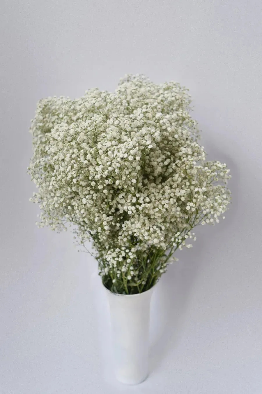 PACK DE PANICULATA